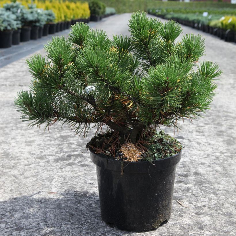 Pinus mugo Carstens Wintergold (Porto)