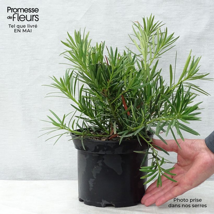 Podocarpus macrophyllus - Podocarpo Vaso da 2L/3L esemplare consegnato in primavera