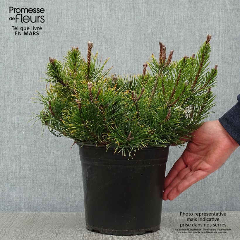 Pinus mugo mughus Vaso da 4L/5L esemplare consegnato in inverno