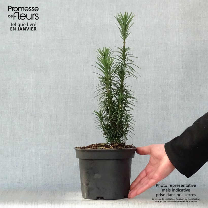 Cephalotaxus harringtonia Fastigiata Vaso da 2L/3L esemplare consegnato in inverno