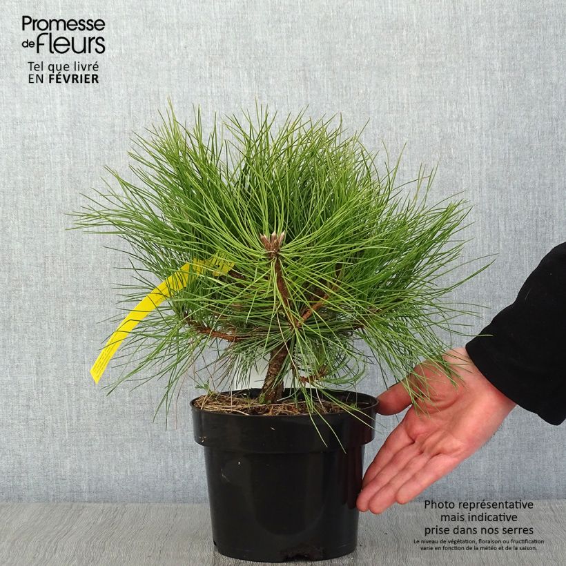 Pinus nigra Marie Brégeon Vaso da 2L/3L esemplare consegnato in inverno