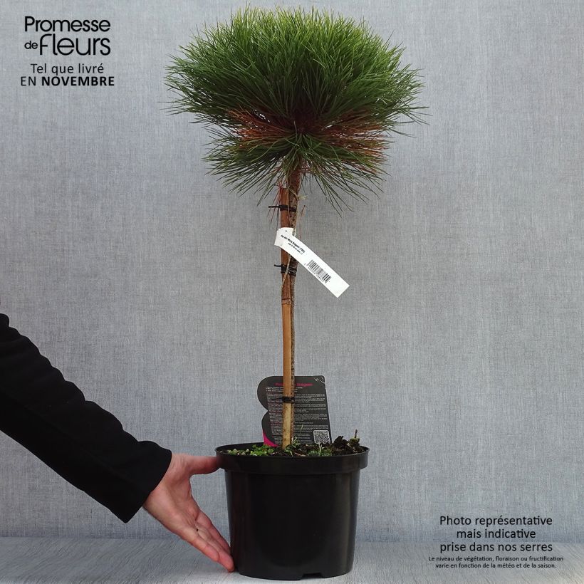 Esemplare di Pinus nigra Marie Brégeon Vaso da 4L/5L come consegnato in autunno