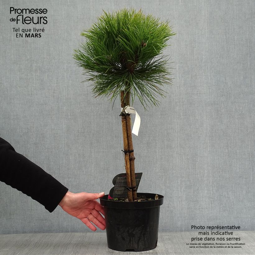 Pinus nigra Marie Brégeon Vaso da 4L/5L esemplare consegnato in inverno