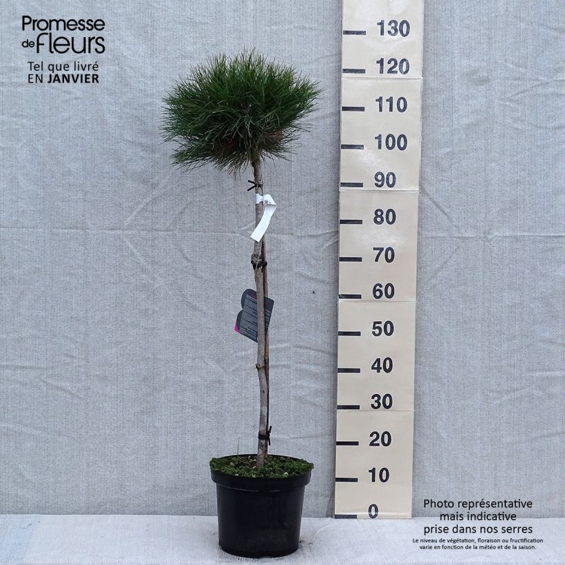 Pinus nigra Marie Brégeon Vaso da 7,5L/10L esemplare consegnato in inverno