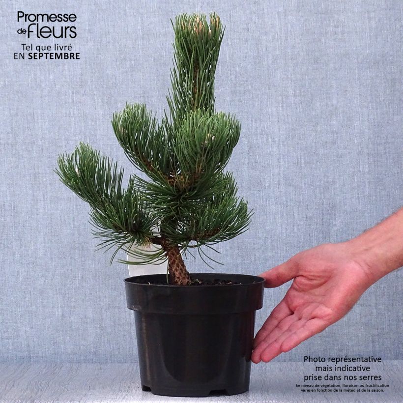 Esemplare di Pinus nigra Oregon Green Vaso da 2L/3L come consegnato in autunno