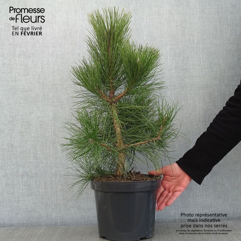 Pinus nigra nigra Vaso da 7,5L/10L esemplare consegnato in inverno