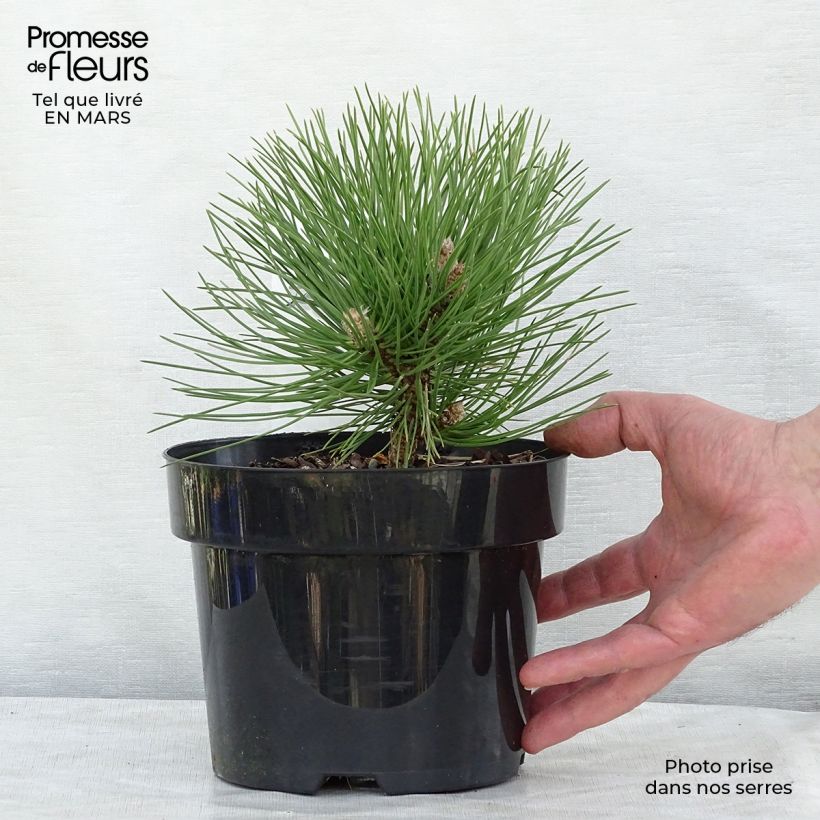 Pinus nigra Nana Vaso da 2L/3L esemplare consegnato in inverno