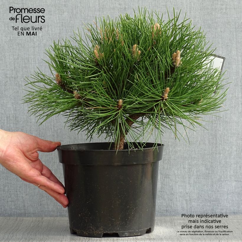 Pinus nigra Nana Vaso da 7,5L/10L esemplare consegnato in primavera