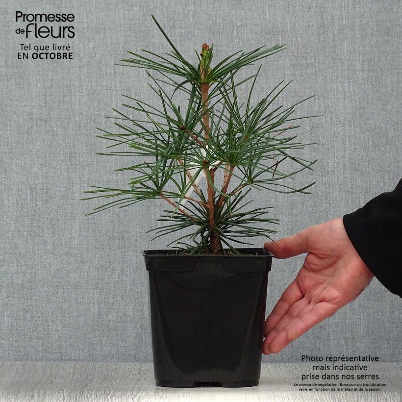 Esemplare di Sciadopitys verticillata Vaso da 2L/3L come consegnato in autunno