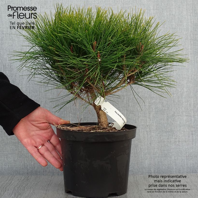 Pinus densiflora Alice Verkade Vaso da 4L/5L esemplare consegnato in inverno