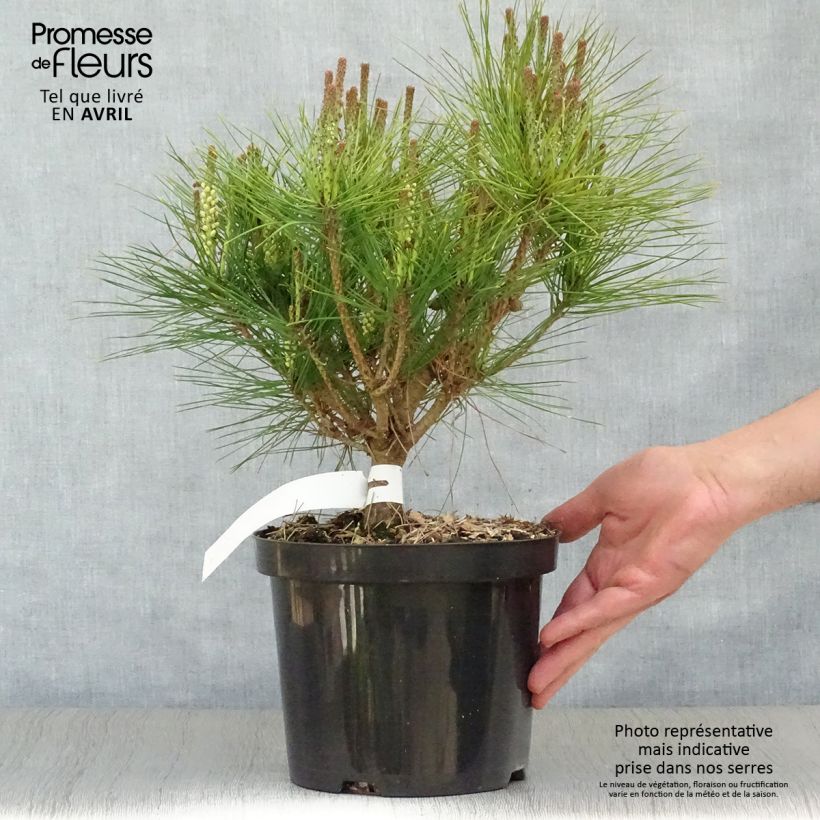Pinus densiflora Alice Verkade Vaso da 4L/5L esemplare consegnato in primavera