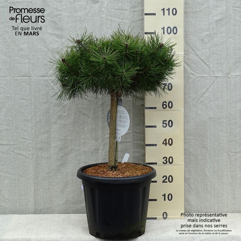 Pinus densiflora Low Glow Vaso da 7,5L/10L esemplare consegnato in inverno