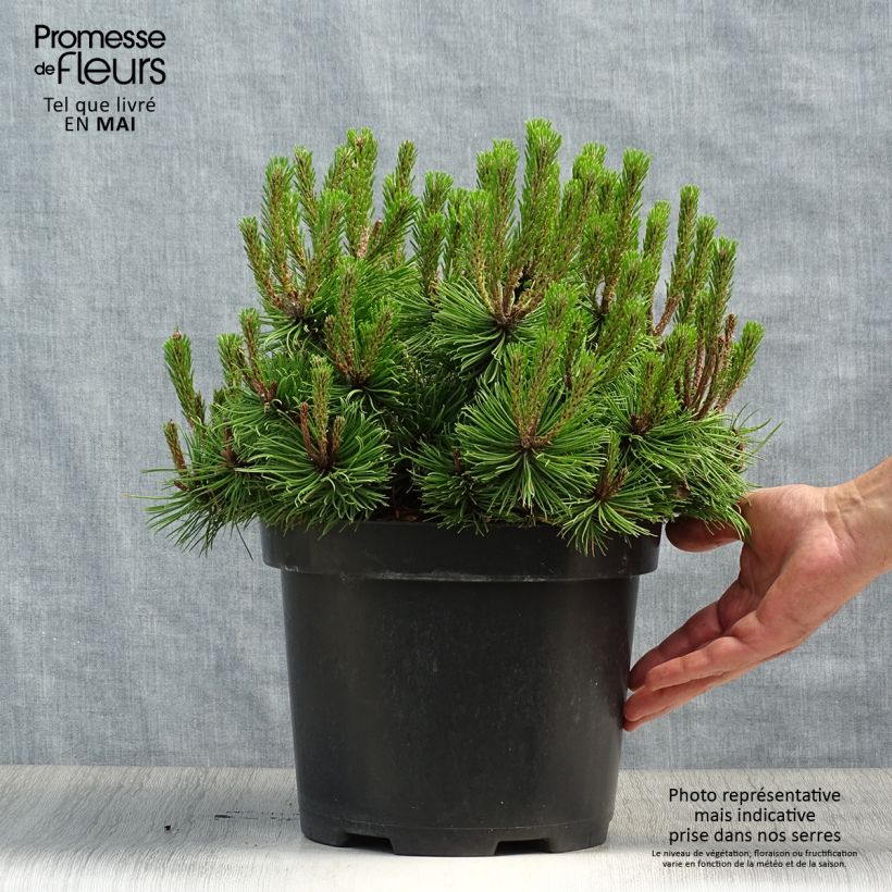 Pinus densiflora Low Glow Vaso da 7,5L/10L esemplare consegnato in primavera