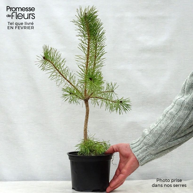 Pinus sylvestris - Pino silvestre Vaso da 2L/3L esemplare consegnato in inverno