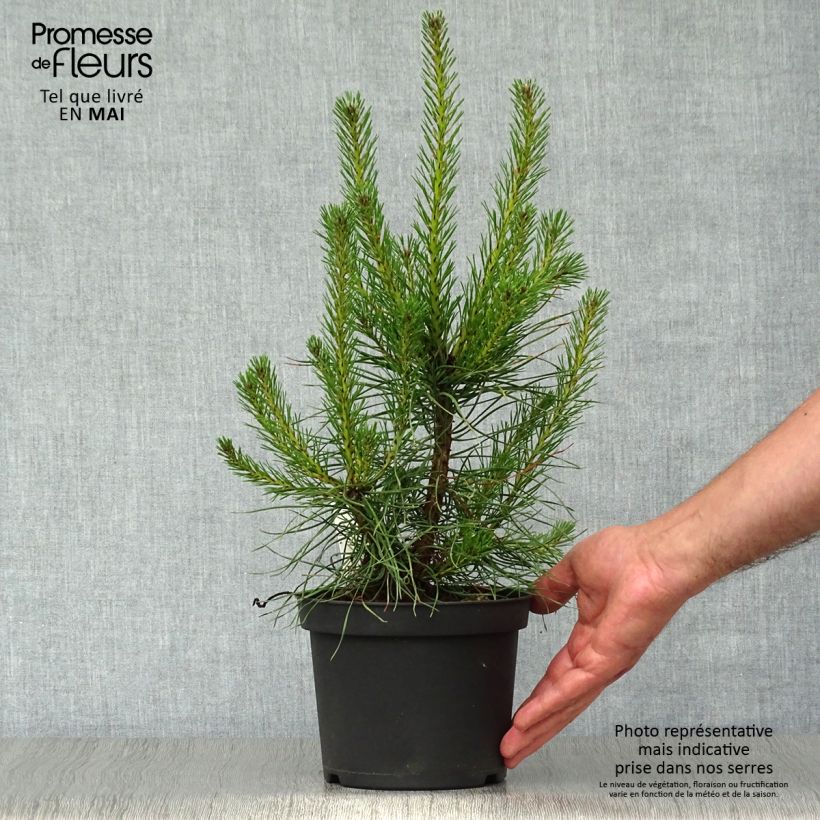 Pinus sylvestris - Pino silvestre Vaso da 2L/3L esemplare consegnato in primavera