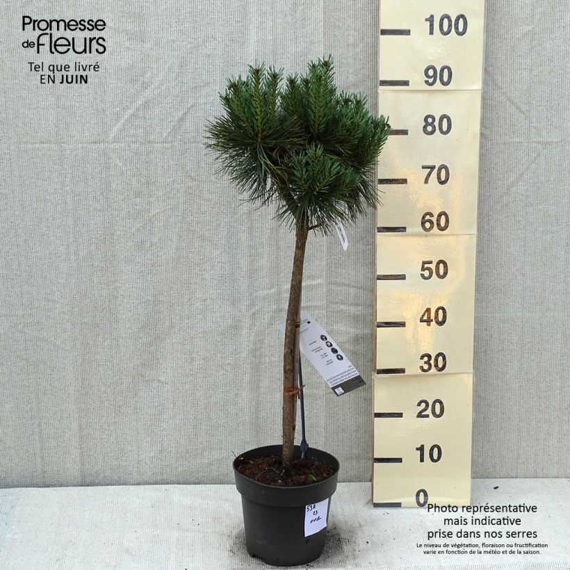 Esemplare di Pinus sylvestris Chantry Blue - Pino silvestre Pezzo, Vaso impalcato consegnato in estate
