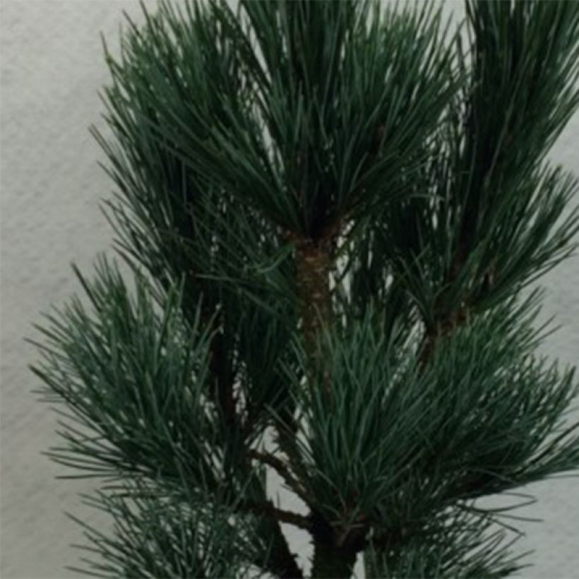 Pinus cembra Compacta Glauca (Fogliame)