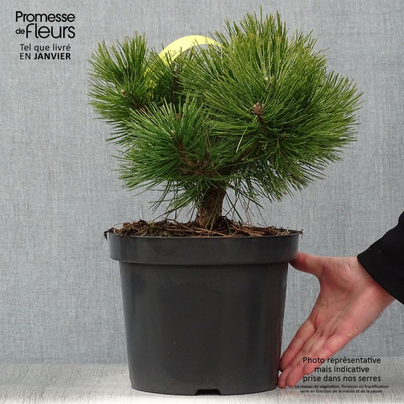 Pinus densiflora Jane Kluis Vaso da 7,5L/10L esemplare consegnato in inverno