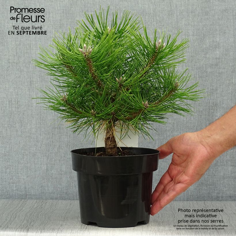 Esemplare di Pinus densiflora Jane Kluis Vaso da 2L/3L come consegnato in autunno