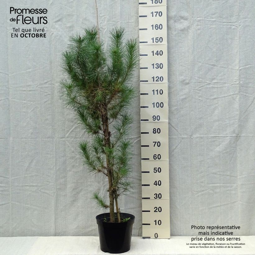 Esemplare di Pinus insignis - Pino di Monterey Vaso da 7,5L/10L come consegnato in autunno