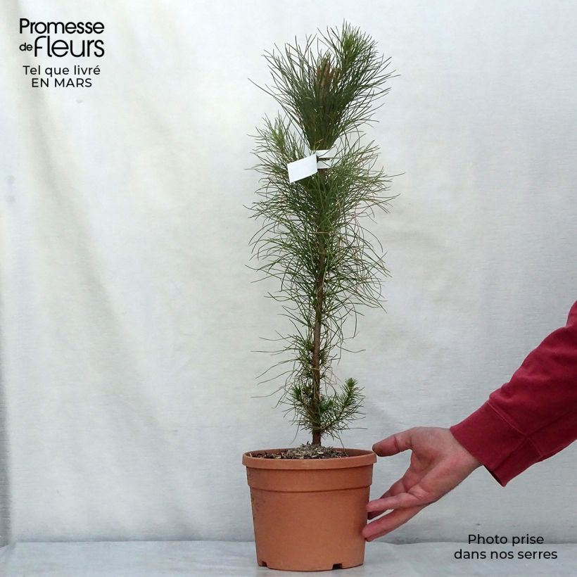 Pinus insignis - Pino di Monterey Vaso da 2L/3L esemplare consegnato in inverno
