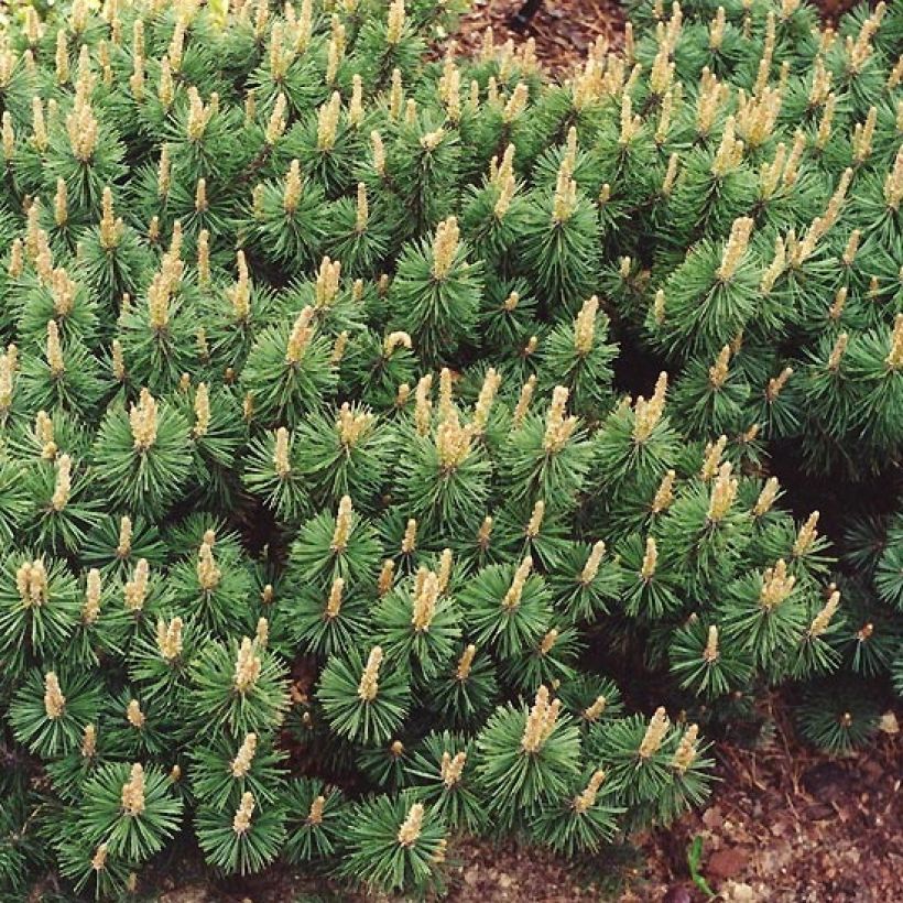 Pinus mugo Humpy (Porto)