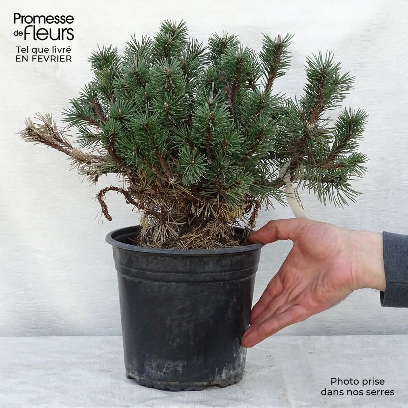 Pinus mugo Humpy Vaso da 7,5L/10L esemplare consegnato in inverno