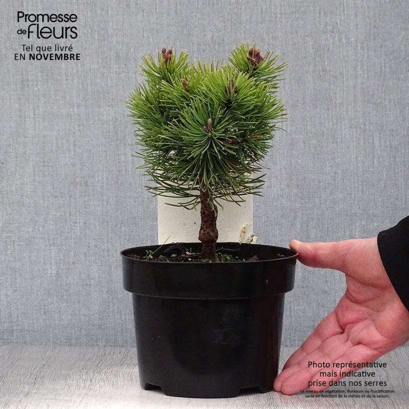 Esemplare di Pinus mugo Mops Vaso da 2L/3L come consegnato in autunno