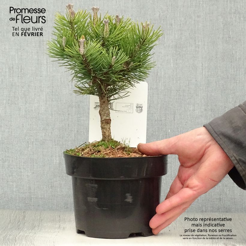 Pinus mugo Mops Vaso da 2L/3L esemplare consegnato in inverno