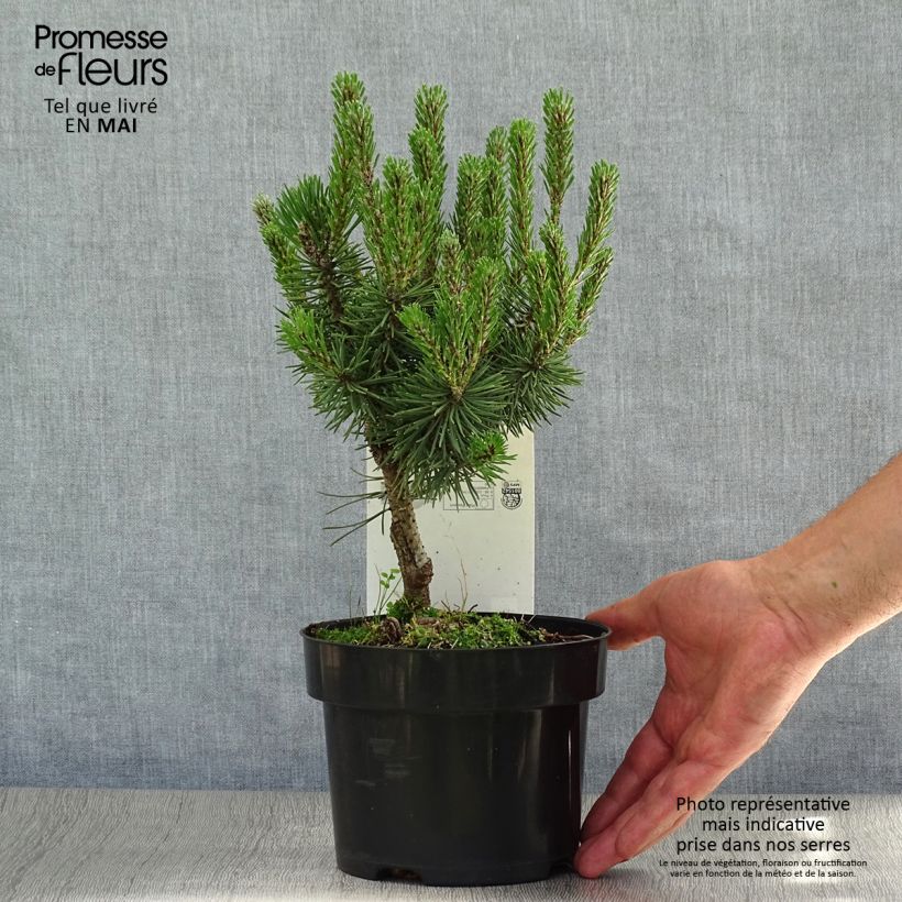 Pinus mugo Mops Vaso da 2L/3L esemplare consegnato in primavera