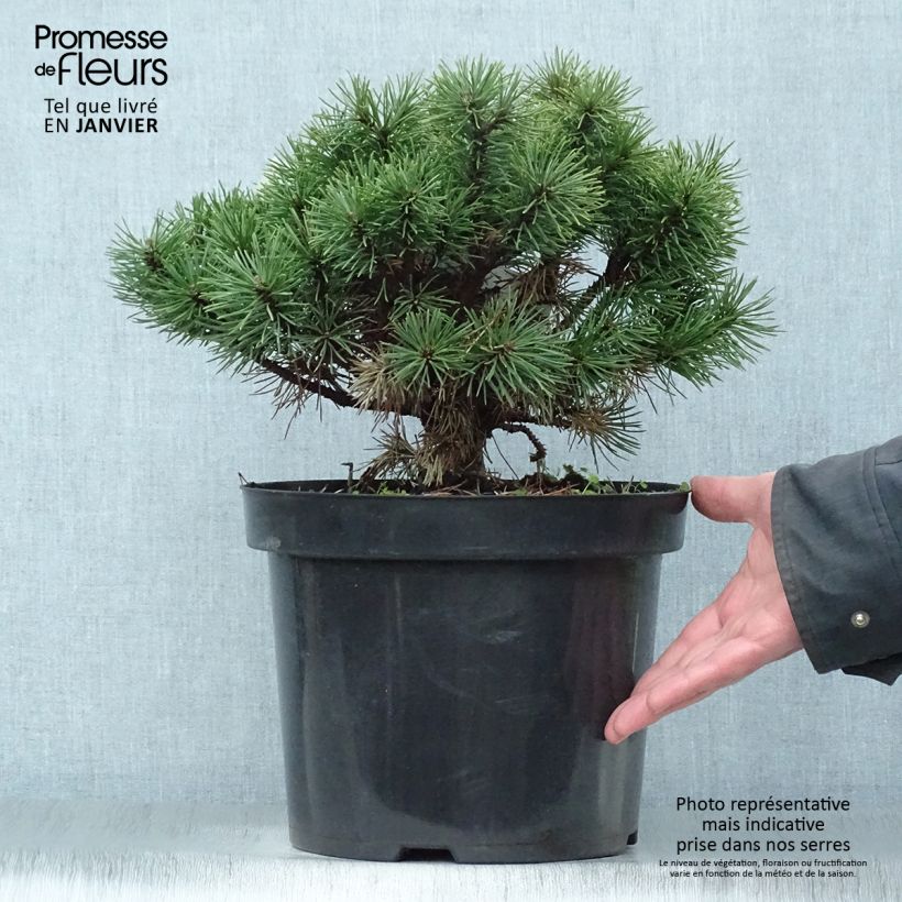 Pinus mugo Mops Vaso da 4L/5L esemplare consegnato in inverno