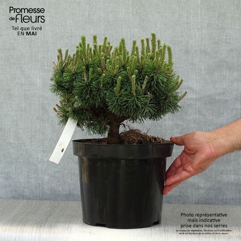 Pinus mugo Mops Vaso da 4L/5L esemplare consegnato in primavera