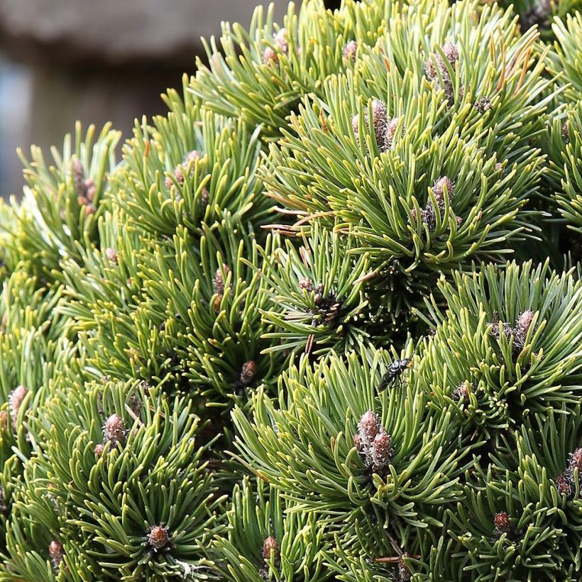 Pinus mugo Picobello (Fogliame)