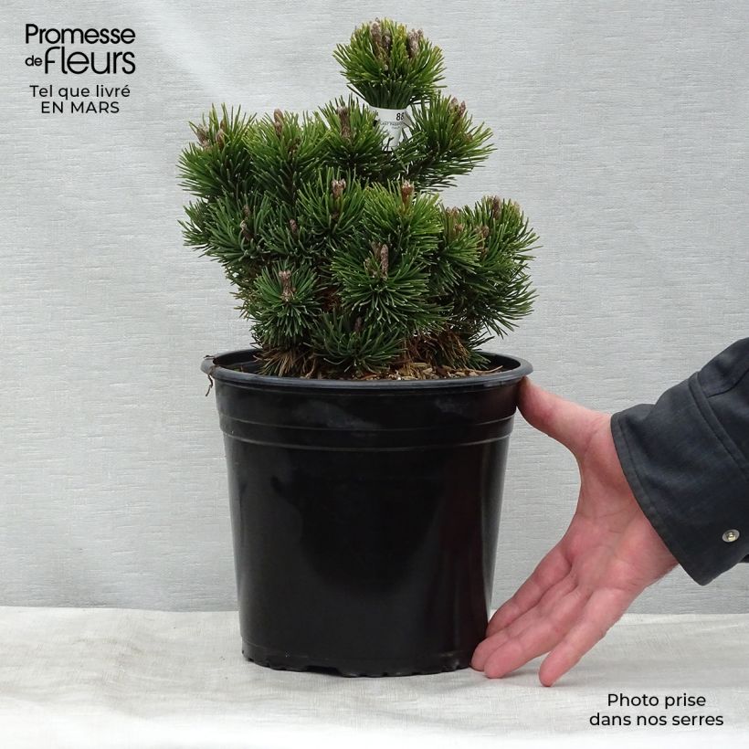 Pinus mugo Picobello Vaso da 2L/3L esemplare consegnato in inverno