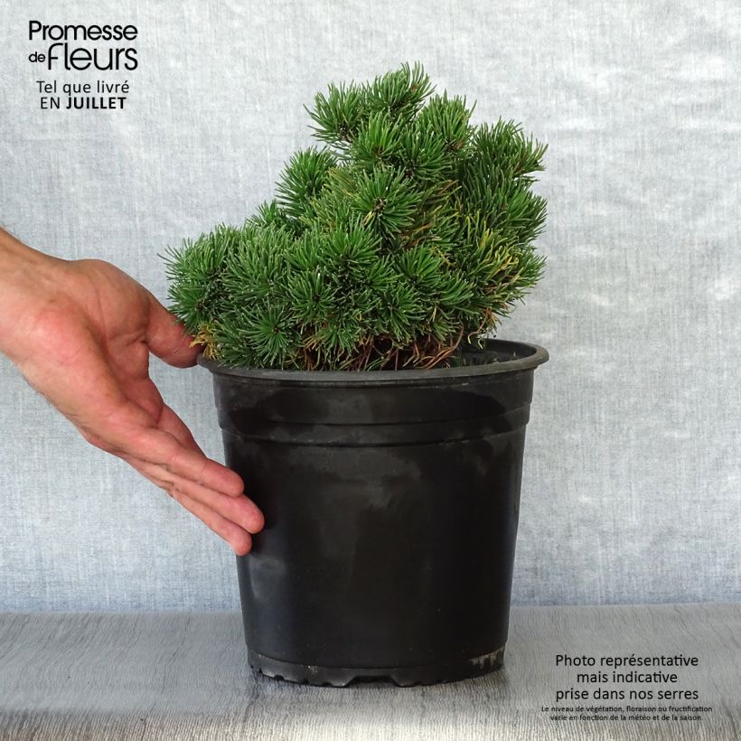 Esemplare di Pinus mugo Picobello Vaso da 2L/3L consegnato in estate