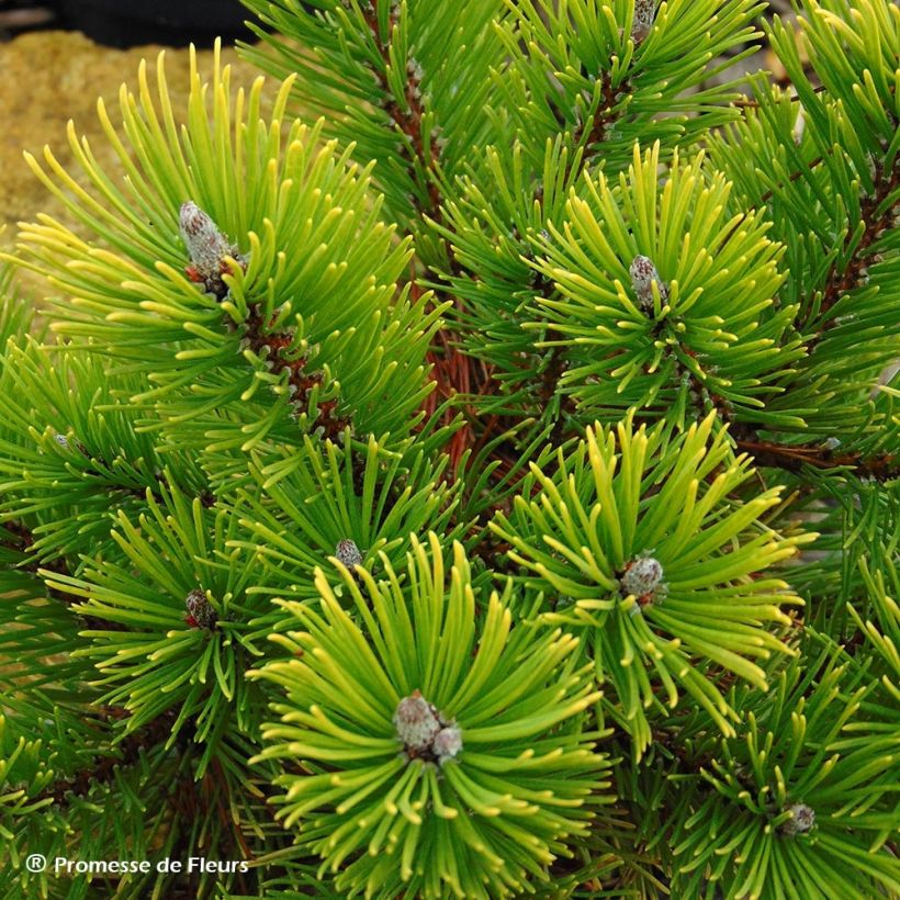 Pinus mugo Winter Gold (Raccolta)