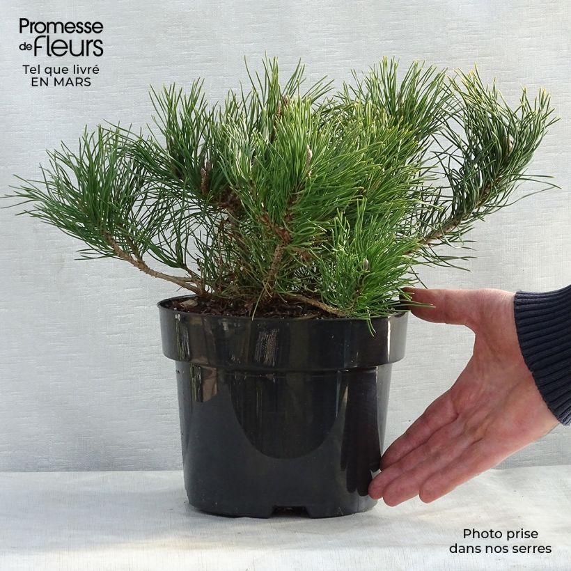 Pinus mugo var.pumilio Vaso da 2L/3L esemplare consegnato in primavera
