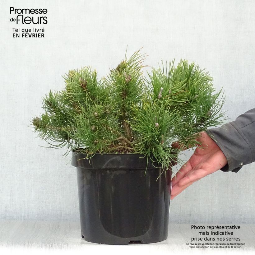 Pinus mugo var.pumilio Vaso da 7,5L/10L esemplare consegnato in inverno