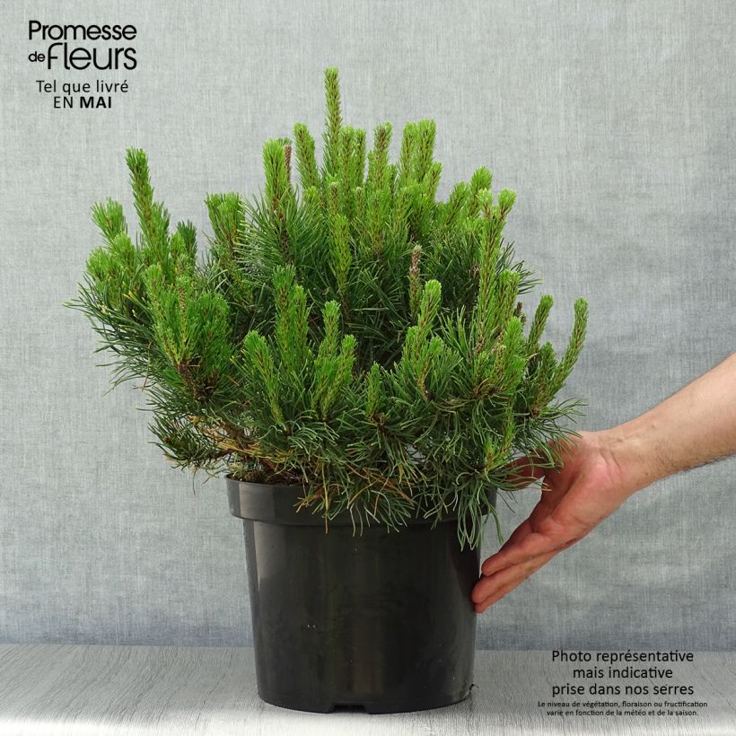 Pinus mugo var.pumilio Vaso da 7,5L/10L esemplare consegnato in primavera