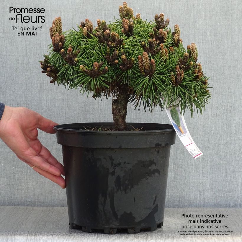 Pinus nigra Agnes Brégeon Vaso da 6L/7L esemplare consegnato in primavera