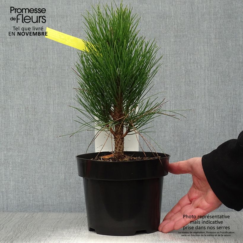 Esemplare di Pinus nigra Green Tower Vaso da 2L/3L come consegnato in autunno