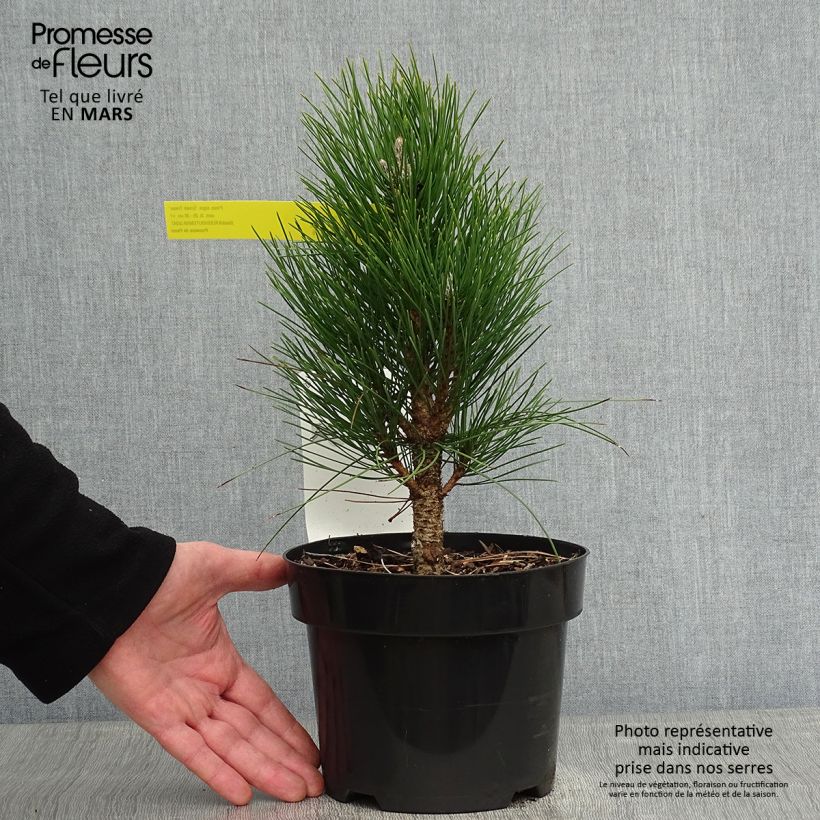 Pinus nigra Green Tower Vaso da 2L/3L esemplare consegnato in inverno