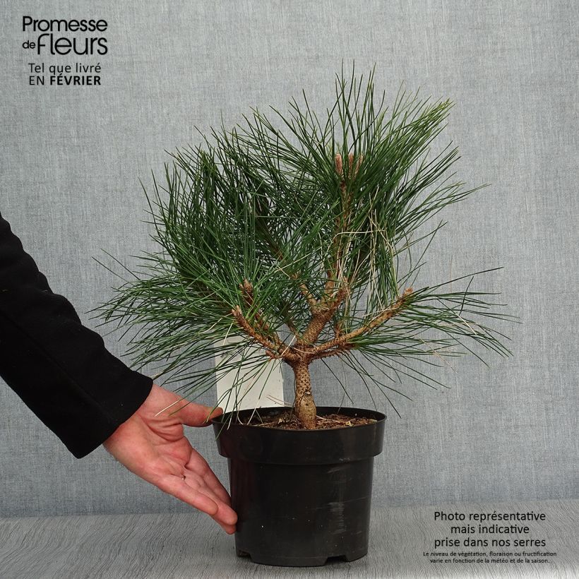 Pinus nigra Brégeon Vaso da 2L/3L esemplare consegnato in inverno