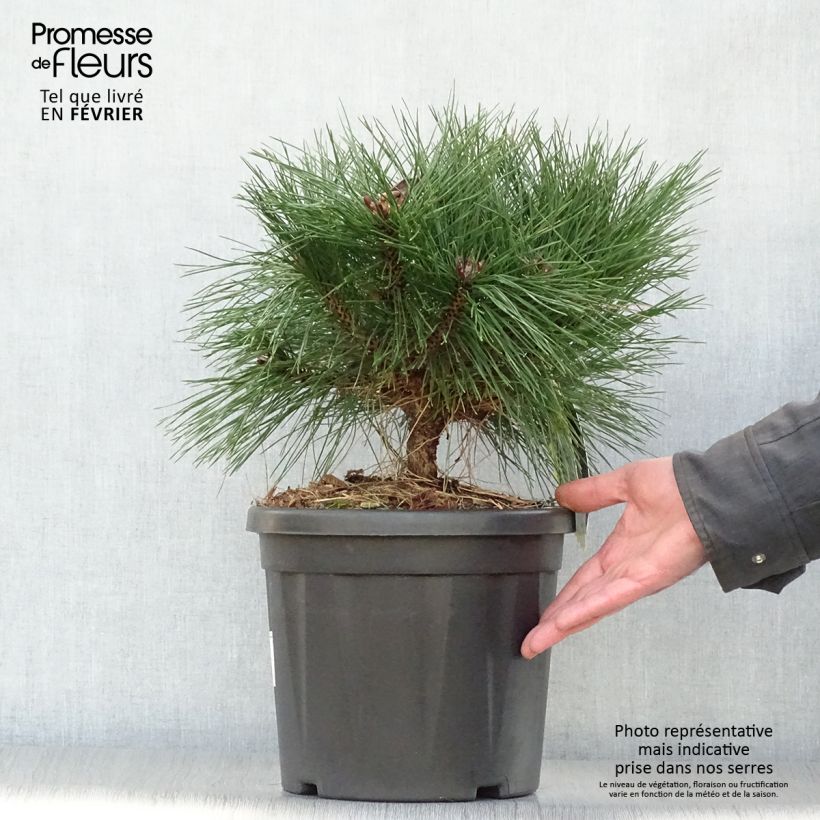 Pinus nigra Brégeon Vaso da 7,5L/10L esemplare consegnato in inverno