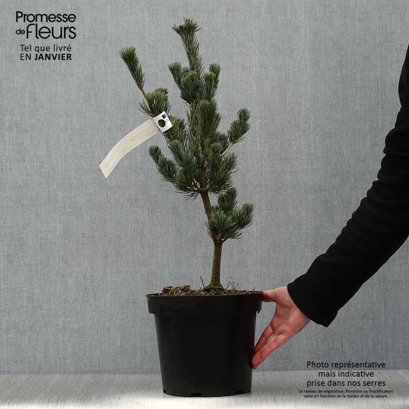 Pinus parviflora Azumi Goye Vaso da 7,5L/10L esemplare consegnato in inverno