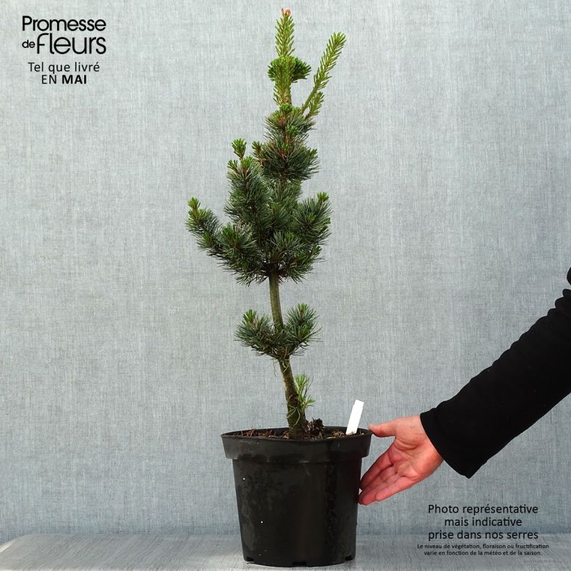 Pinus parviflora Azumi Goye Vaso da 7,5L/10L esemplare consegnato in primavera