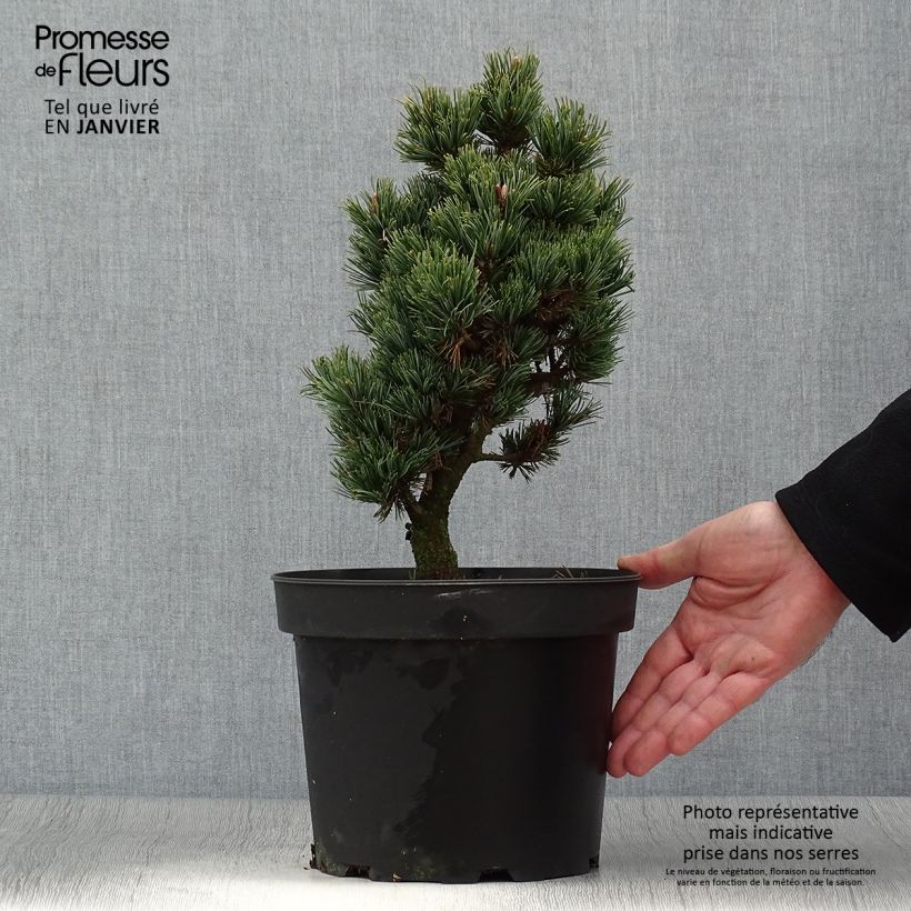 Pinus parviflora Beran Vaso da 4L/5L esemplare consegnato in inverno