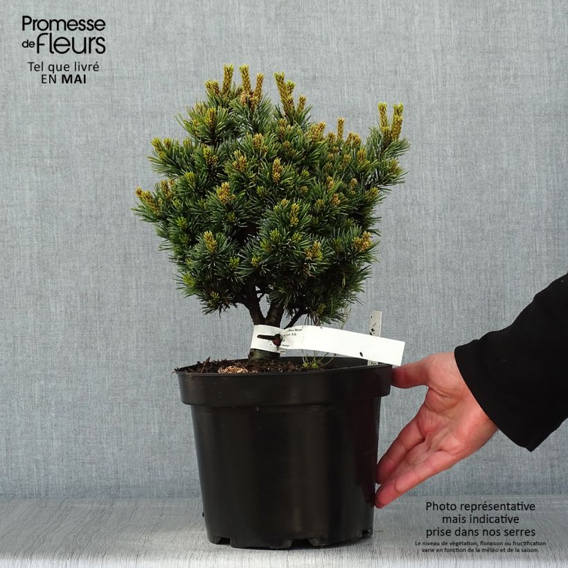 Pinus parviflora Beran Vaso da 4L/5L esemplare consegnato in primavera
