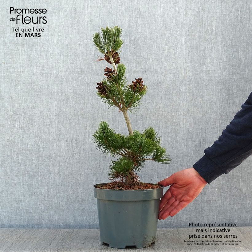 Pinus parviflora Glauca Vaso da 4L/5L esemplare consegnato in inverno