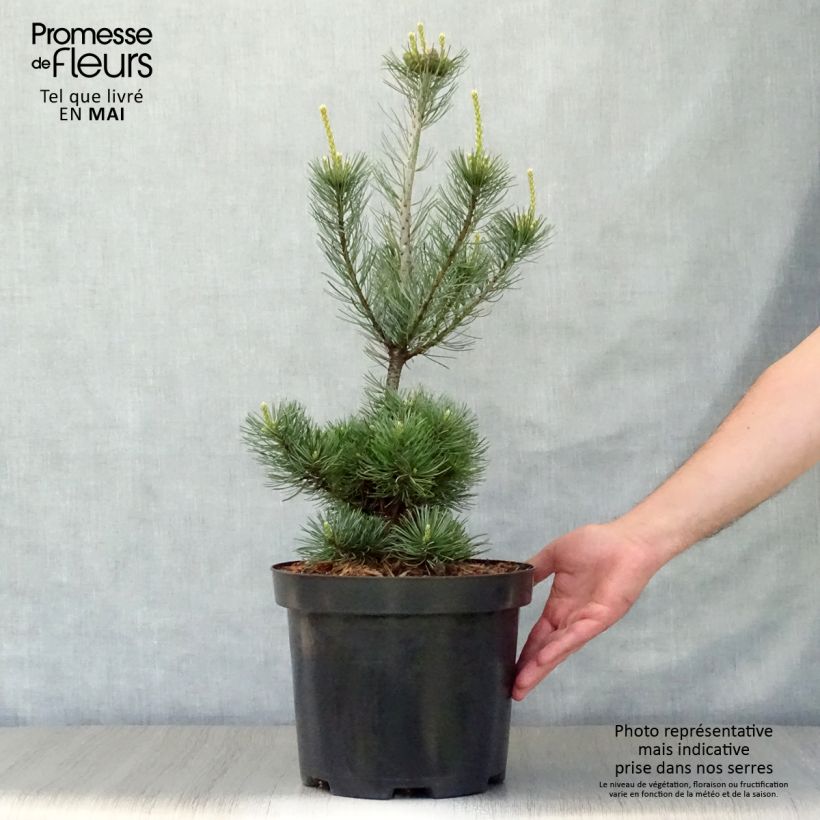 Pinus parviflora Glauca Vaso da 4L/5L esemplare consegnato in primavera